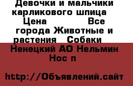Девочки и мальчики карликового шпица  › Цена ­ 20 000 - Все города Животные и растения » Собаки   . Ненецкий АО,Нельмин Нос п.